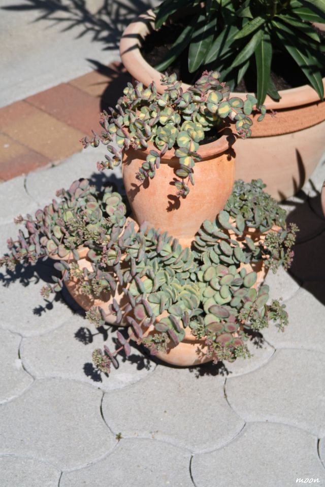 sedum sieboldi